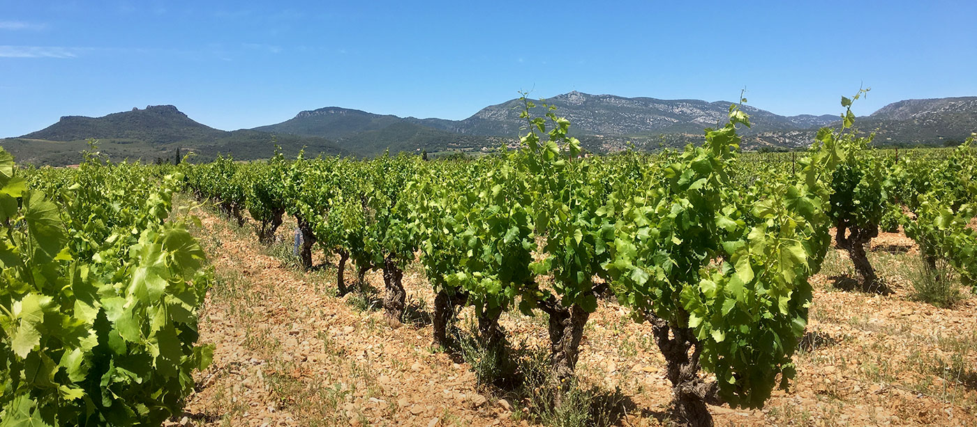 La Petite Parcelle - Romain Portier, vigneron - Production de vin d'AOC Terrasses-du-larzac, Languedoc.