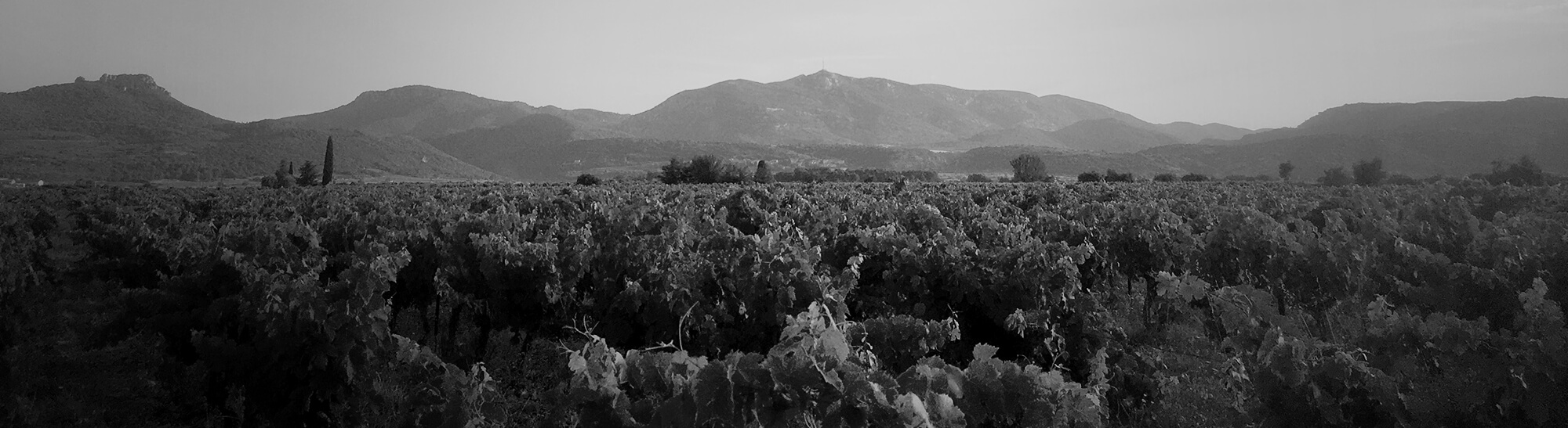 La Petite Parcelle - Romain Portier, vigneron - Production de vin d'AOC Terrasses-du-larzac, Languedoc.